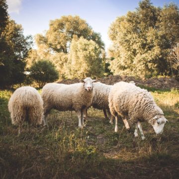 PETA закликала боротися з виробництвом вовни