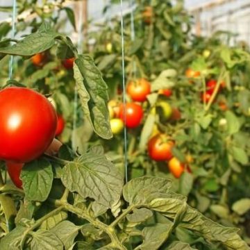 Україна має всі умови для експорту овочів у країни Близького Сходу — ФАО