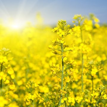 У наступному сезоні європейський ріпак може програти українському — аналітики