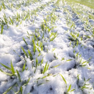 У січні загрози для озимих не виникало — Укргідрометцентр