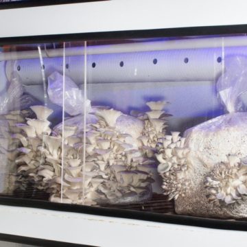 Американці створили міні-ферму для вирощування грибів прямо в ресторані