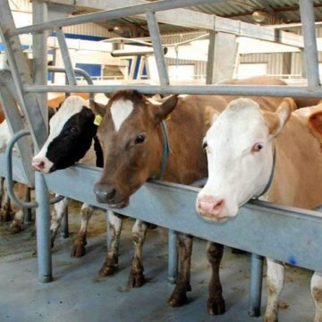 Україна переходить на європейські принципи видачі ветсертифікатів