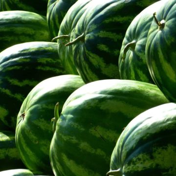 Херсонський кавун може стати продуктом із захищеним географічним зазначенням