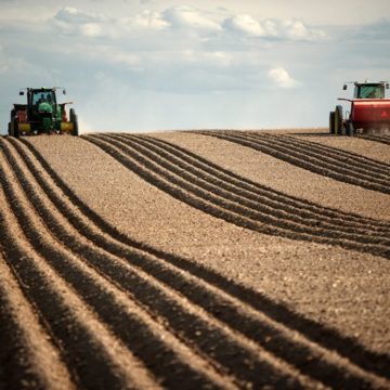 Структура посівних площ під урожай залишиться на рівні попереднього року