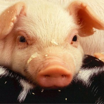 НААН пропонує затвердити Національну програму боротьби з АЧС