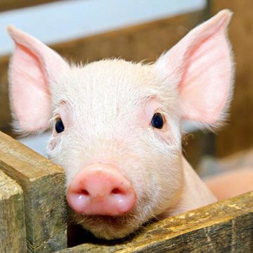 Росія заборонила ввезення української свинини