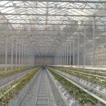 В Англії побудували гідропонну теплицю для помідорів розміром з 11 футбольних полів