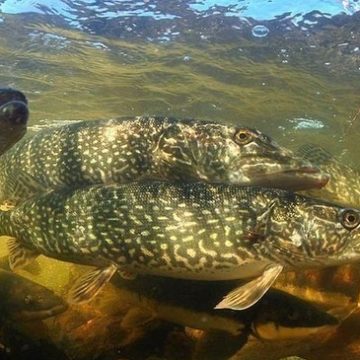 У квітні стартує нерестова заборона на рибалку