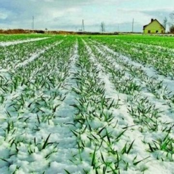 У озимих зернових почалися ростові процеси