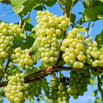 Вчені вивели стійкі до хвороб сорти винограду