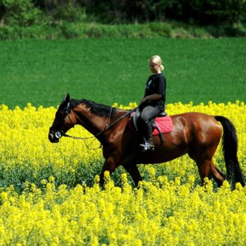 Ударниці капіталістичної праці: ТОП-10 найбагатших жінок з агробізнесу
