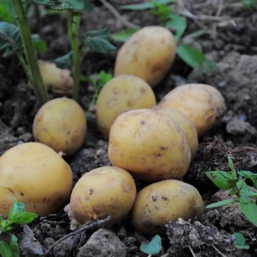Честь у мундирі: чому аграрії розширять площі під картоплею на третину