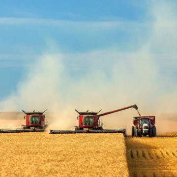 Урожай зернових у 2018 склав більше 70 млн тонн — остаточні дані