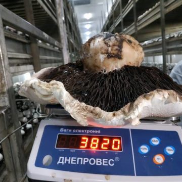 Вирощена на фермі під Києвом печериця потрапила в Книгу рекордів