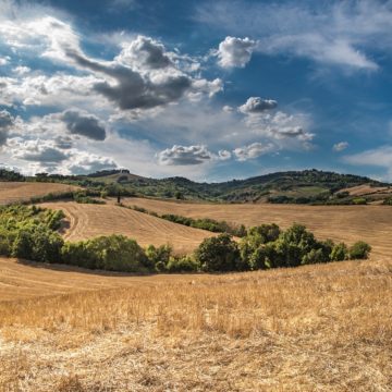 Погляд за обрій: 5 думок про майбутнє АПК України через 5 років