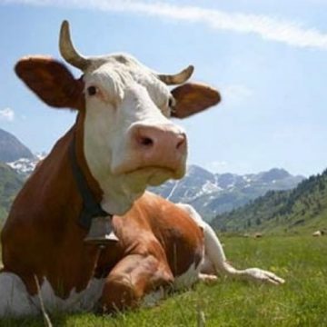 В Австрії відбувся конкурс краси для корів